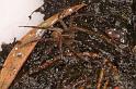 Dolomedes_ZZ624_D7939_Z_88_North Stradbroke island_Australie